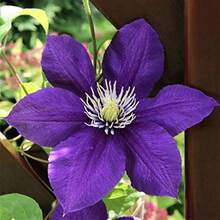 370 Dark Purple Clematis  , Non-GMO Heirloom Perennial Flower   For Climbing Vines, Garden Borders And Container Planting - Default - View 2
