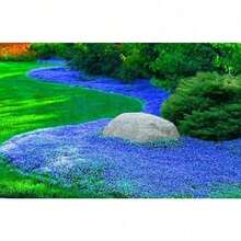 Aubrieta Cascade Blue   - Blue/Lilac Flowering Ground Cover - Rock Garden & Wall Plant - Perennial Ground Cover - Default - View 2