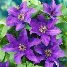 370 Dark Purple Clematis  , Non-GMO Heirloom Perennial Flower   For Climbing Vines, Garden Borders And Container Planting - Default - View 3
