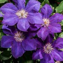 370 Dark Purple Clematis  , Non-GMO Heirloom Perennial Flower   For Climbing Vines, Garden Borders And Container Planting - Default - View 4