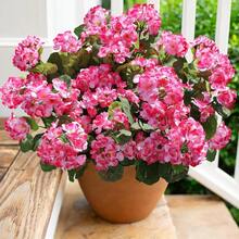 1/2 piezas Ramos de Geranio y Begonia Artificiales Resistentes a los Rayos UV en Rojo, Blanco, Rosa. Flores Falsas Impermeables para Todas las Estaciones para Patio, Jardín, Maceteros, Mesa Interior, Balcón y Puerta Principal, Ideales para Decoración Patriótica del 4 de Julio. - Rosa - Ver 5