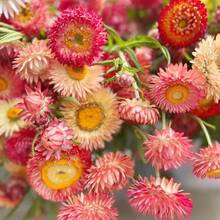 200pcs Mixed Color Strawflower  Annual Strawflower  Planting-Garden & Balcony Decor - 200 - View 4