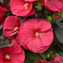 Rare Flower  Planting -+ Red Hibiscus Flower - Together - View 4