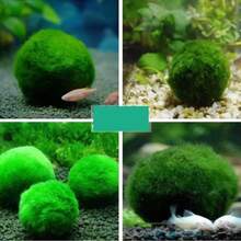 天然植物 活體馬里莫球 浸泡後 5 公分 - 天然水族缸水草 魚缸裝飾與瓶飾 Marimo Planta Viva 提醒：本品為乾燥苔球，購買前請仔細確認 - A - 查看 5
