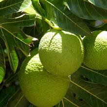 New 70pcs Bread Fruit  Generic - 70pcs - View 3