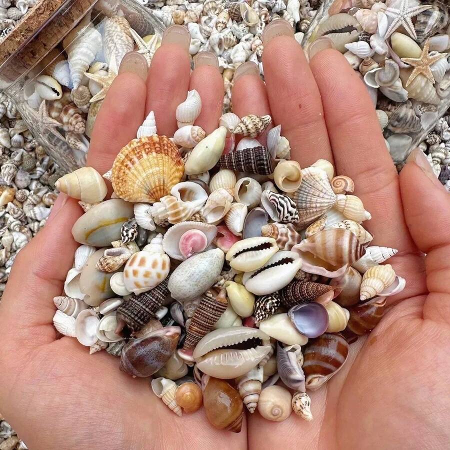[Sekitar 200 pcs] Paket Campuran Scrub Kerang Gaya - Bahan Dekoratif DIY Buatan Tangan (Hadiah Paskah/Hari Ibu/Hari Valentine) Dekorasi Botol Kerang Mini Berwarna-warni/Dekorasi Akuarium - Berbagai gaya - View 1