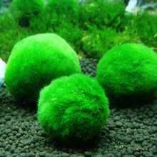 天然植物 活體馬里莫球 浸泡後 5 公分 - 天然水族缸水草 魚缸裝飾與瓶飾 Marimo Planta Viva 提醒：本品為乾燥苔球，購買前請仔細確認 - A - 查看 7