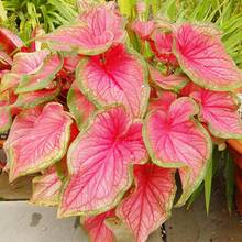 Hostas rosas y verdes, flores perennes de exterior, plantas perennes de cobertura del suelo, plantas trepadoras, plantas de exterior e interior, flores para plantar, hierbas, vegetales, frutas, jardinería, adecuadas para amantes de las plantas como un regalo de la naturaleza, entrega local. - 100 unidades/semilla - Ver 1
