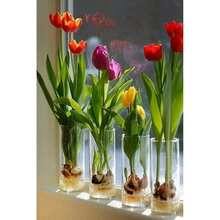 Pre Chilled Tuli.Pa Growing In - 120 PCS - 120 PCS Seeds - View 2