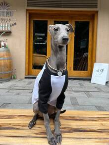 Italian Small Whippet Dog Clothes Fashion Versatile Color Block Happy Print Green Raglan T-Shirt Soft Comfortable Dog Spring Summer Two-Legged Base Layer Home Wear - Black - View 7