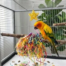 1 Stück zufällige Farbe buntes Schredder-Papageien-Kauspielzeug, sternförmiges hängendes Futterzubehör, interaktives Langeweile-Linderungs-Spielzeug für Wellensittiche & Nymphensittiche, Vogelkäfig-Zubehör Käfig-Anreicherung - Übersicht 1