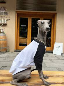 Italian Small Whippet Dog Clothes Fashion Versatile Color Block Happy Print Green Raglan T-Shirt Soft Comfortable Dog Spring Summer Two-Legged Base Layer Home Wear - Black - View 5