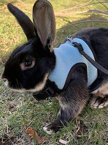 1Pc Adjustable Rabbit Harness With Leash, Soft Breathable Mesh Vest Harness For Small Pets, Anti-Pull No-Escape Design, Comfortable Chest Strap For Bunny Kitten Ferret Guinea Pig Walking, Outdoor Training & Travel Pet Supplies - Multicolor - View 2