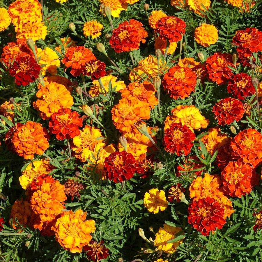 Mezcla de Semillas de Caléndula con Hojas de Col - 200 Piezas Anuales, Compactas, Resistentes al Calor y a la Sequía para Plantar con Prolíficas Flores Naranjas y Amarillas, Ideales para Jardines Vibrantes y para Polinizadores - 200 unidades - Ver 1
