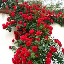 Decoración de jardín con rosales trepadores de flores de colores brillantes como rosa, blanco, rojo y naranja, adecuada para bonsáis de exterior, bodas, fiestas y regalos del Día de la Madre, decoraciones de jardín. - 100 piezas - Ver 1