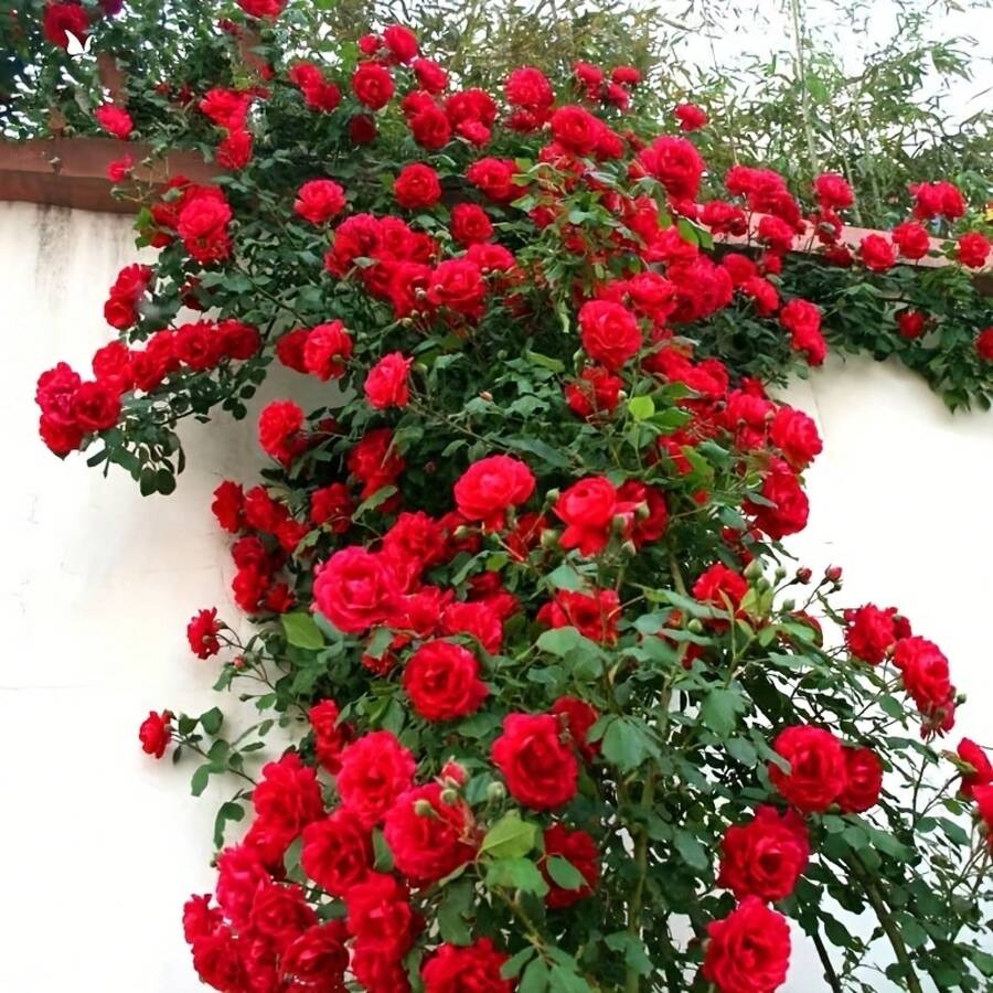 Decoración de jardín con rosales trepadores de flores de colores brillantes como rosa, blanco, rojo y naranja, adecuada para bonsáis de exterior, bodas, fiestas y regalos del Día de la Madre, decoraciones de jardín. - 100 piezas - Ver 1