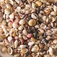 [Sekitar 200 pcs] Paket Campuran Scrub Kerang Gaya - Bahan Dekoratif DIY Buatan Tangan (Hadiah Paskah/Hari Ibu/Hari Valentine) Dekorasi Botol Kerang Mini Berwarna-warni/Dekorasi Akuarium - Berbagai gaya - View 6