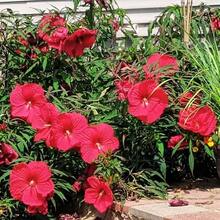 Rare Flower  Planting -+ Red Hibiscus Flower - Together - View 3