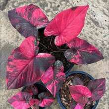 284 Caladium Bicolor  Planting - 284 - View 1