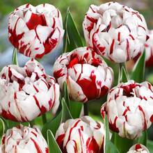 Semillas de Tulipán Resistentes a la Sequía y Fáciles de Cultivar, Alta Tasa de Germinación, Atrae Abejas y Mariposas, para Plantar en Jardines, Flores Perennes - 100 unidades - Ver 1