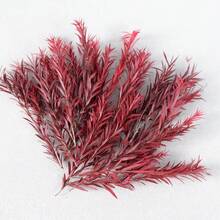Red QCJ