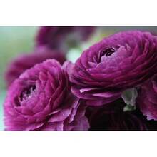 210 semillas de ranúnculo morado disponibles para plantar - 210 - Ver 4