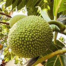 New 70pcs Bread Fruit  Generic - 70pcs - View 4