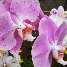 Orquídeas para Plantar al Aire Libre, Plantas de Jardín, Set de Decoración para el Día de la Madre y Acción de Gracias - 91 unidades/semillas - Ver 2