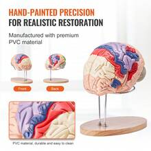 Human Brain Model In 4 Detachable Parts, 2X Enlarged PVC Anatomical Brain Model With Display Stand For Teaching, Training, Presentation, Neuroscience, Schools, Hospitals - Modelo De Cerebro Humano En 4 Parts - View 5