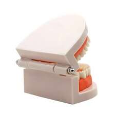 1pc Dental Oral Model, Clinic Patient Communication Display Dental Model, Dental Teeth Model - Multicolor - View 7