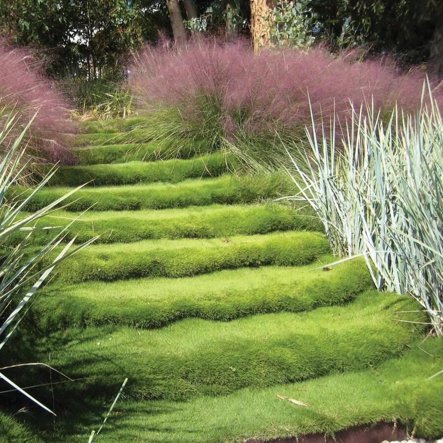 Semillas de Hierba Ornamental Coreana Zoysia (Zoysia Japonica) - semilla - Ver 1