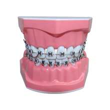 Manual Dental Model With Removable Replacement Teeth For Teaching And Research Dental Education Typodont Model For Implant And Restoration - 28 Orthodontic Models - View 11