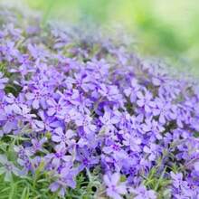 Decoración de Jardín Lila: Flores y Árboles para Exteriores, Ideales para Entusiastas de las Plantas, Regalos Cálidos y Confortables de la Naturaleza - 95 unidades/semillas - Ver 2