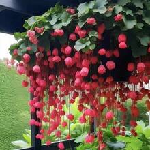 Campanillas de Seda Coloridas Colgantes Mezcladas con Flores de Manzano Satinadas, Floración Continua, Plántulas Disponibles Todo el Año, Plantas Trepadoras Anti-Mosquitos y Decorativas, Plantas Trepadoras de Doble Floración para Cultivo Interior y Exterior para Crear un Ambiente de Jardín Secreto - 99 piezas de E.E.D. - Ver 4