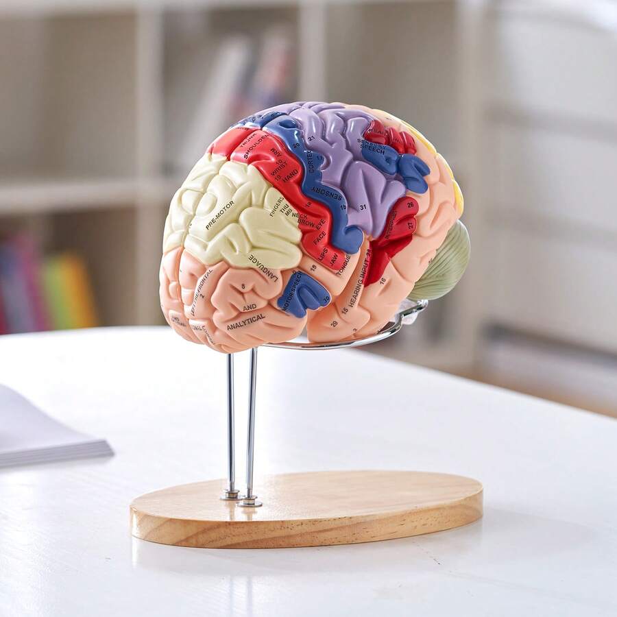 Human Brain Model In 4 Detachable Parts, 2X Enlarged PVC Anatomical Brain Model With Display Stand For Teaching, Training, Presentation, Neuroscience, Schools, Hospitals - Modelo De Cerebro Humano En 4 Parts - View 1