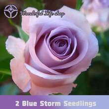 ás de 50 bulbos de rosas moradas 'Goddess' tienen una alta tasa de germinación, son resistentes al frío, con flores fragantes que atraen insectos polinizadores, crecen rápidamente, son fáciles de cultivar para principiantes, son adecuados para jardines exteriores y jardines botánicos, y son una opción para jardineros y amantes de las flores. - 2 retoños de rosa púrpura - Ver 5