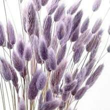 Grayish Purple