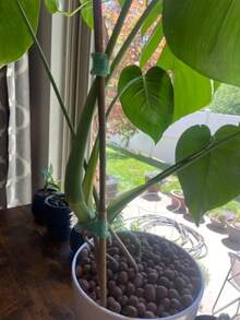 10.0公尺可重複使用尼龍植物紮帶，可調節式可重複使用園藝植物紮帶，- 耐用、無黏性、易於使用的綠色園藝電纜紮帶，用於穩固植物支撐 -，耐候性、長效耐用的園藝繩，適用於室內/室外園藝，可用於番茄藤等，黏性植物固定器，穩固紮帶靈活紮帶塑料扭轉紮帶，園藝配件，家用物品，園藝工具(隨機顏色) - 款式隨機 - 查看 12