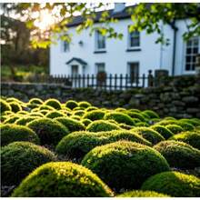 5000 semillas de musgo irlandés verde perla, utilizadas para plantar semillas de cobertura de suelo para césped, flores blancas, alfombras verdes, para jardines, patios, céspedes y plantas en macetas. - Musgo irlandés perenne - Ver 4