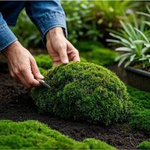 5000 semillas de musgo irlandés verde perla, utilizadas para plantar semillas de cobertura de suelo para césped, flores blancas, alfombras verdes, para jardines, patios, céspedes y plantas en macetas. - Musgo irlandés perenne - Ver 6
