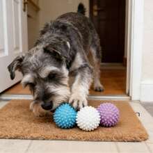 Dog Toy Ball/Dental Cleaning Durable Biting Elastic Ball Pet Boredom Buster/Biting Without Damaging Teeth! Dog Teething Spiky Ball Dental Cleaning And Boredom Relief 2-In-1/ TPR Spiky Ball Durable Biting Teething Dog Chew Ball Teddy Puppy Corgi Pet Training Ball Puppy Adult Dog Universal Boredom Buster Dental Cleaning Elastic Ball Small And Medium Dog Interactive Training Toy Anti-Destructive Pet Supplies - Multicolor - View 5