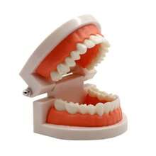 1pc Dental Oral Model, Clinic Patient Communication Display Dental Model, Dental Teeth Model - Multicolor - View 4