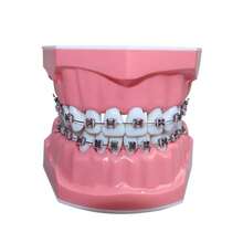 Manual Dental Model With Removable Replacement Teeth For Teaching And Research Dental Education Typodont Model For Implant And Restoration - 28 Orthodontic Models - View 14