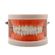 1pc Dental Oral Model, Clinic Patient Communication Display Dental Model, Dental Teeth Model - Multicolor - View 6