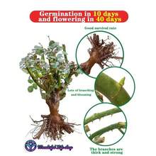 ás de 50 bulbos de rosas moradas 'Goddess' tienen una alta tasa de germinación, son resistentes al frío, con flores fragantes que atraen insectos polinizadores, crecen rápidamente, son fáciles de cultivar para principiantes, son adecuados para jardines exteriores y jardines botánicos, y son una opción para jardineros y amantes de las flores. - 2 retoños de rosa púrpura - Ver 2