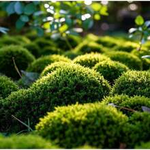 5000 semillas de musgo irlandés verde perla, utilizadas para plantar semillas de cobertura de suelo para césped, flores blancas, alfombras verdes, para jardines, patios, céspedes y plantas en macetas. - Musgo irlandés perenne - Ver 1