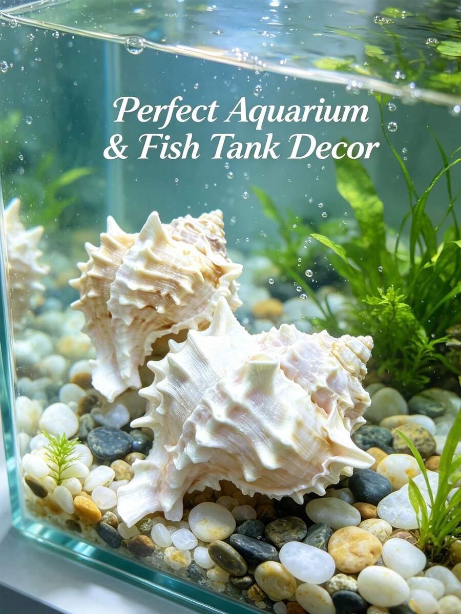 1个天然海螺壳,由蜗牛材料制成,高山贝壳,适用于水族箱造景、水族箱装饰,也适用于家居装饰、卧室装饰、海洋主题装饰、优雅海洋系列、节日装饰,可用作螃蟹壳栖息地、花盆和收藏礼品。 - 多色 - 查看 1