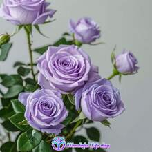 ás de 50 bulbos de rosas moradas 'Goddess' tienen una alta tasa de germinación, son resistentes al frío, con flores fragantes que atraen insectos polinizadores, crecen rápidamente, son fáciles de cultivar para principiantes, son adecuados para jardines exteriores y jardines botánicos, y son una opción para jardineros y amantes de las flores. - 2 retoños de rosa púrpura - Ver 7