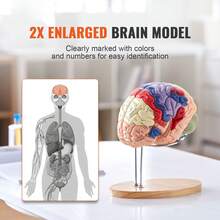 Human Brain Model In 4 Detachable Parts, 2X Enlarged PVC Anatomical Brain Model With Display Stand For Teaching, Training, Presentation, Neuroscience, Schools, Hospitals - Modelo De Cerebro Humano En 4 Parts - View 2