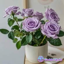 ás de 50 bulbos de rosas moradas 'Goddess' tienen una alta tasa de germinación, son resistentes al frío, con flores fragantes que atraen insectos polinizadores, crecen rápidamente, son fáciles de cultivar para principiantes, son adecuados para jardines exteriores y jardines botánicos, y son una opción para jardineros y amantes de las flores. - 2 retoños de rosa púrpura - Ver 8